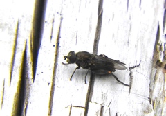 Chalcosyrphus nemorum