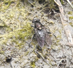 Chalcosyrphus nemorum