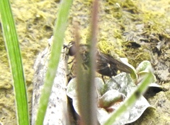 Chalcosyrphus nemorum