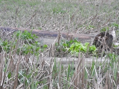 Sidalcea hendersonii