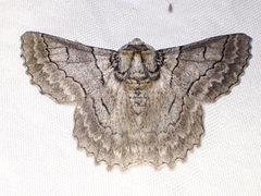 Hypobapta tachyhalotaria