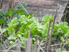 Sidalcea hendersonii