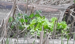 Sidalcea hendersonii