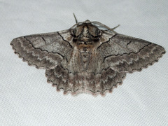 Hypobapta tachyhalotaria