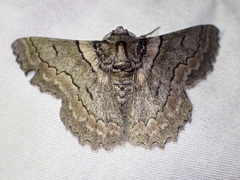 Hypobapta tachyhalotaria