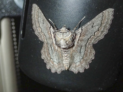 Hypobapta tachyhalotaria