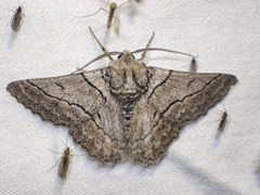 Hypobapta tachyhalotaria