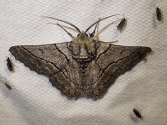 Hypobapta tachyhalotaria