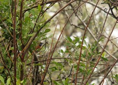 Synallaxis erythrothorax