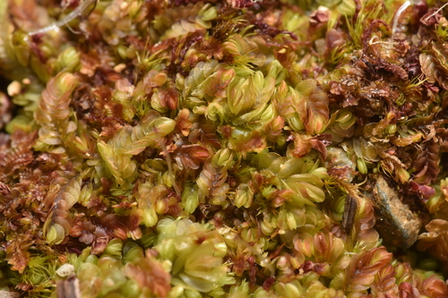 Image of Jungermannia rubra by no rights reserved