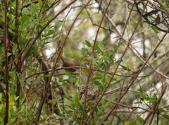 Synallaxis erythrothorax