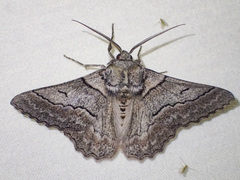 Hypobapta tachyhalotaria