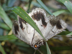 Hypobapta tachyhalotaria