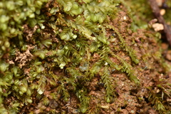 Jungermannia rubra