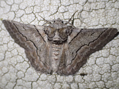 Hypobapta tachyhalotaria