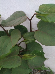 Reynoutria