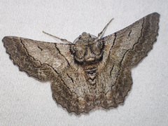 Hypobapta tachyhalotaria