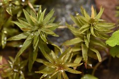 Oligotrichum