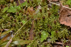 Oligotrichum