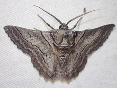 Hypobapta tachyhalotaria