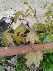 Acer platanoides
