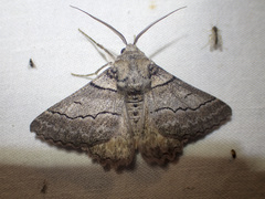 Hypobapta tachyhalotaria