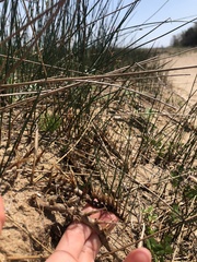 Juncus balticus littoralis