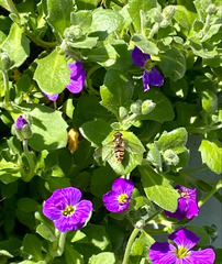 Episyrphus balteatus