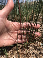 Juncus balticus littoralis