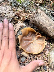 Peziza echinospora