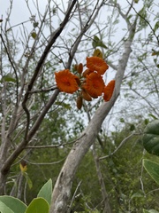 Cordia rickseckeri