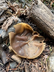 Peziza echinospora