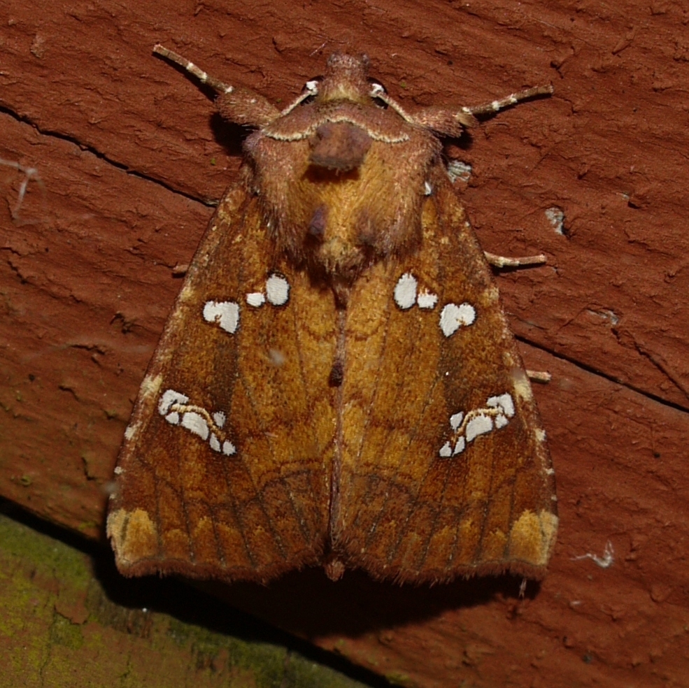 Hop-gall and Pipevine Borer Moths