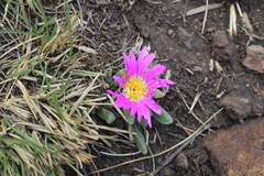 Delosperma sutherlandii