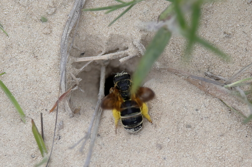 Parallel-striped Sweat Bee photographed in Mississippi