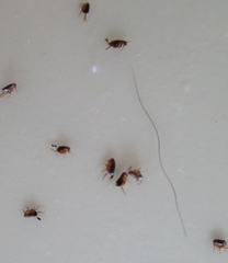 Ctenocephalides canis