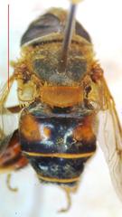 Palpada mexicana