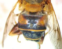 Palpada mexicana
