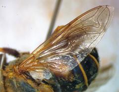 Palpada mexicana