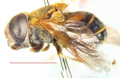 Palpada mexicana