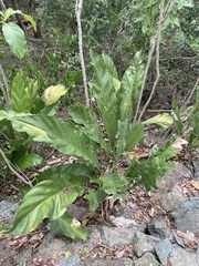 Anthurium crenatum