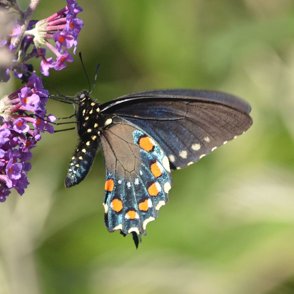 'California' Pipevine Swallowtail