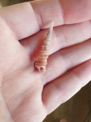 Stiracolpus ahiparanus