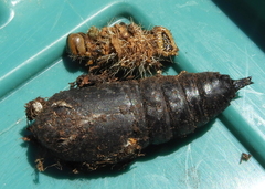 Eacles imperialis pini