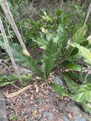 Anthurium crenatum
