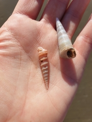 Stiracolpus ahiparanus