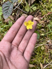 Viola lobata integrifolia