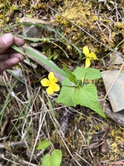 Viola lobata integrifolia