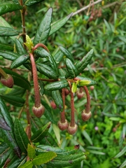 Crinodendron hookerianum