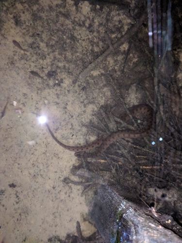 Hagmann's Keelback